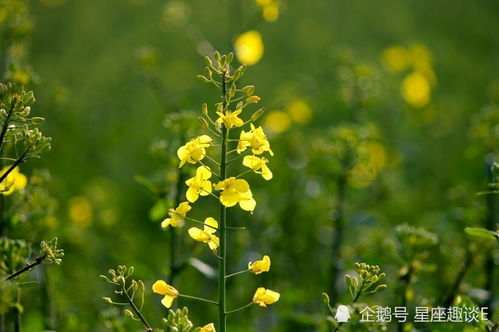 处座男遇到真爱的表现